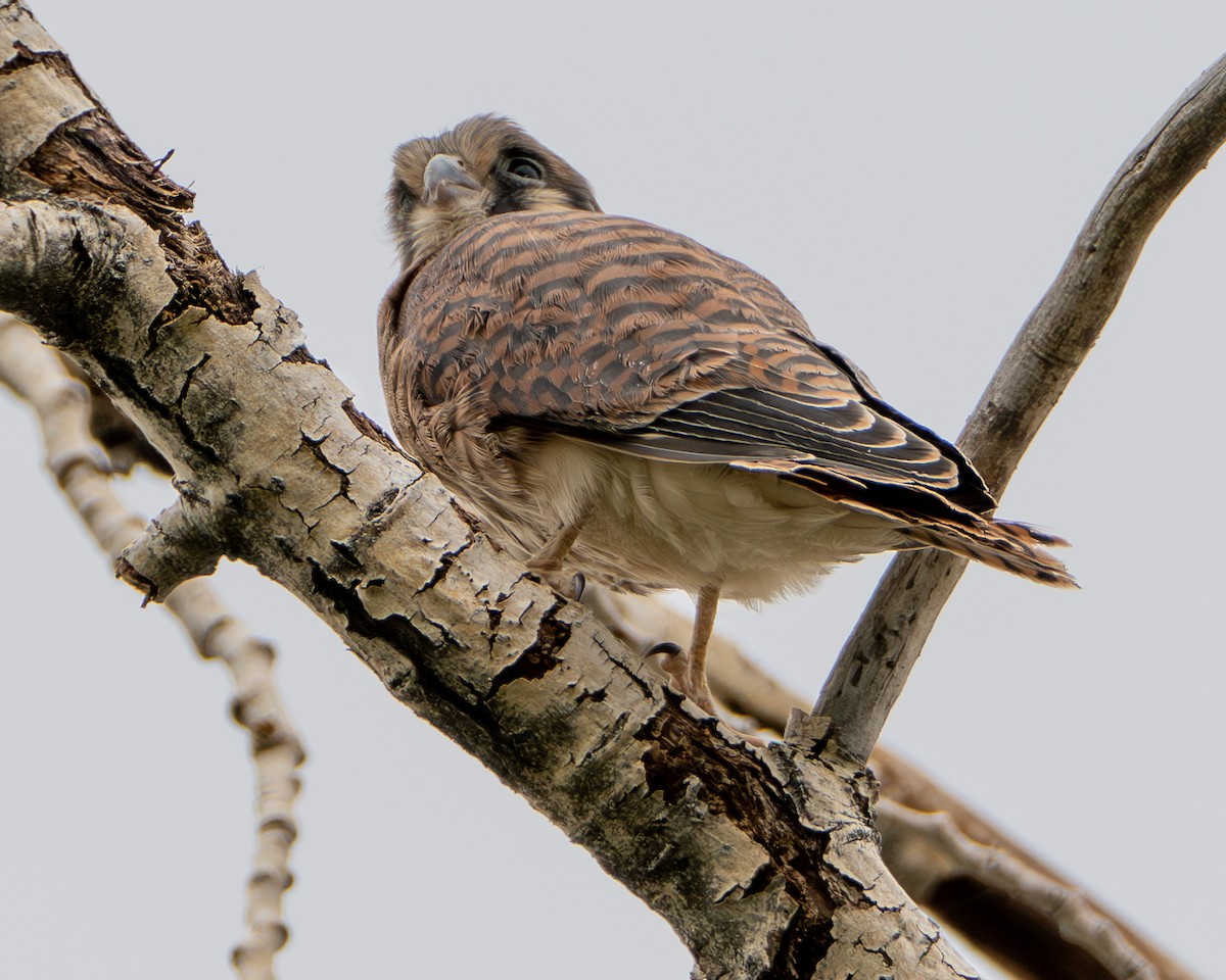 American Kestrel - ML639777215