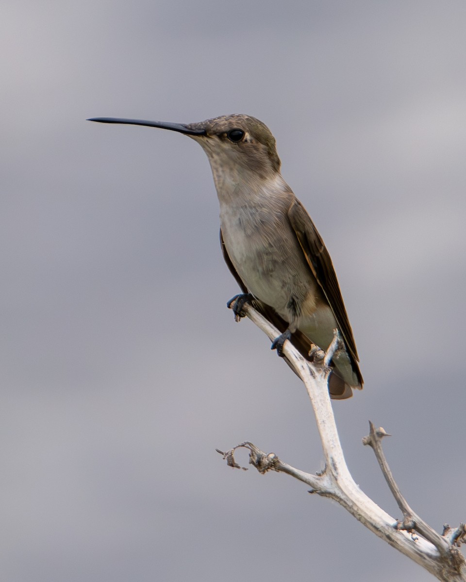 Black-chinned Hummingbird - ML639777257