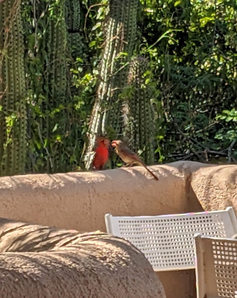 Northern Cardinal - ML639777258