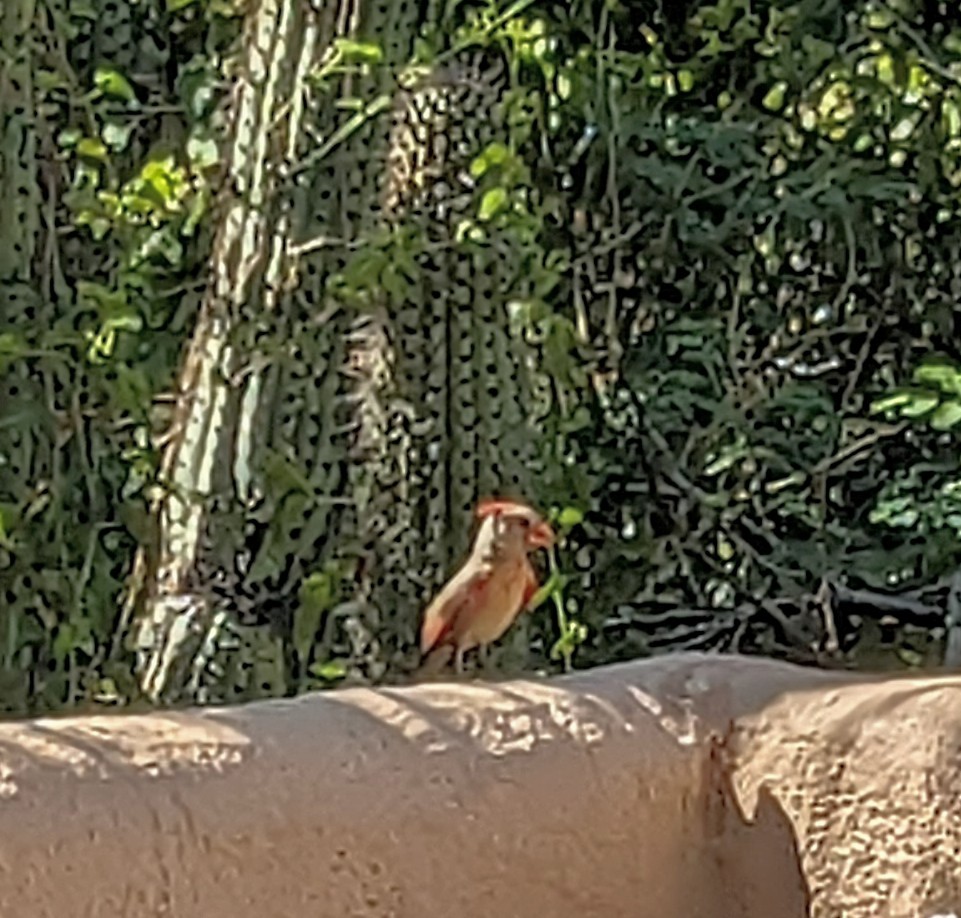 Northern Cardinal - ML639777259