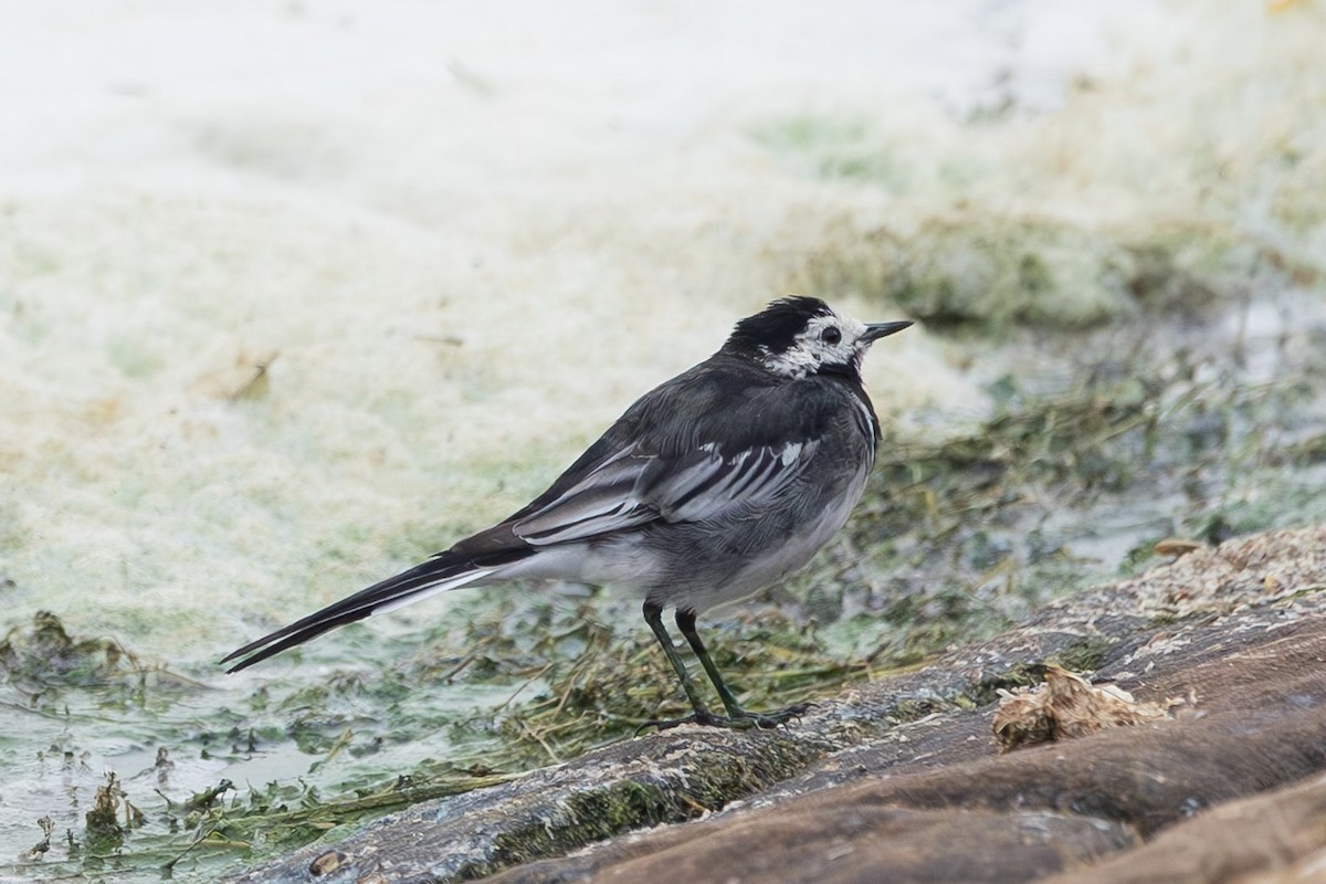 White Wagtail (British) - ML639777260