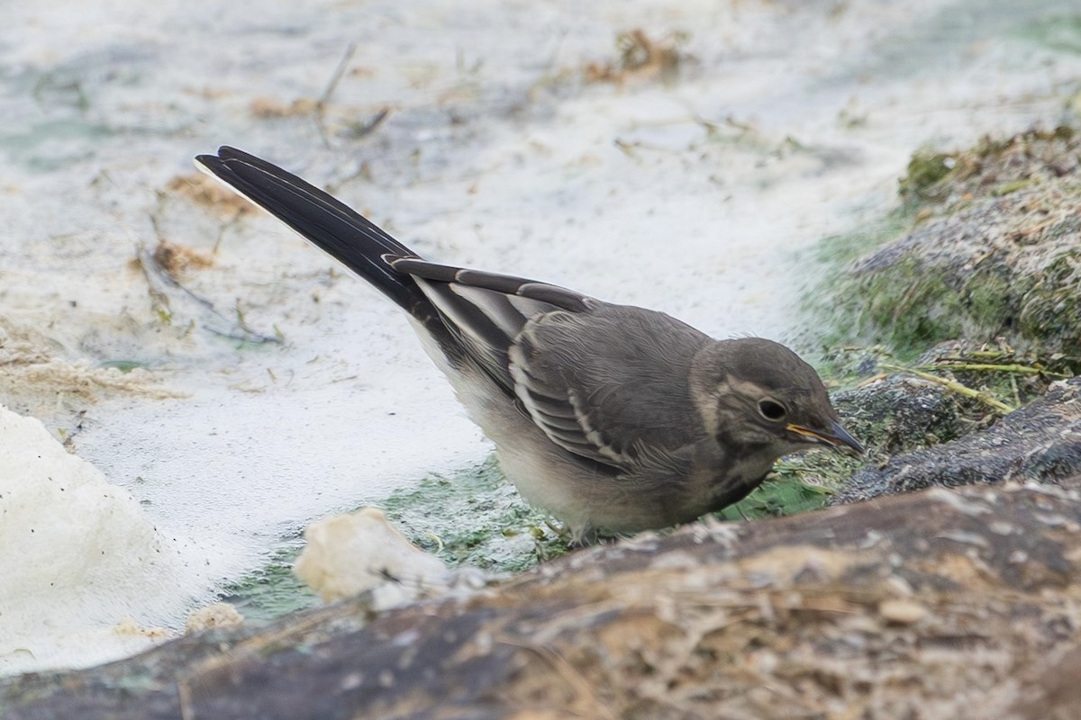 White Wagtail (British) - ML639777261