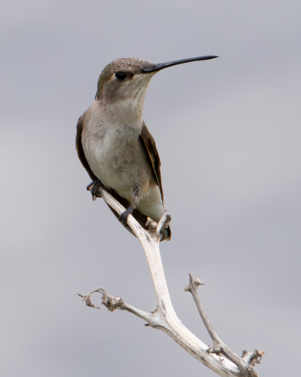 Black-chinned Hummingbird - ML639777262