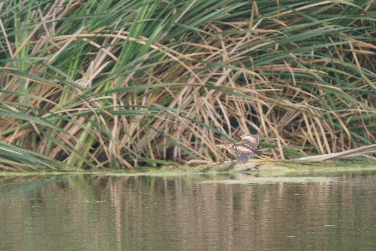 Least Bittern - ML639777263