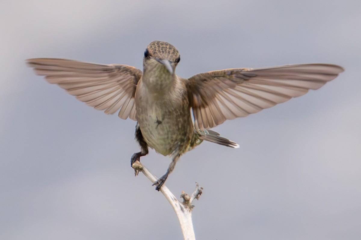 Black-chinned Hummingbird - ML639777267
