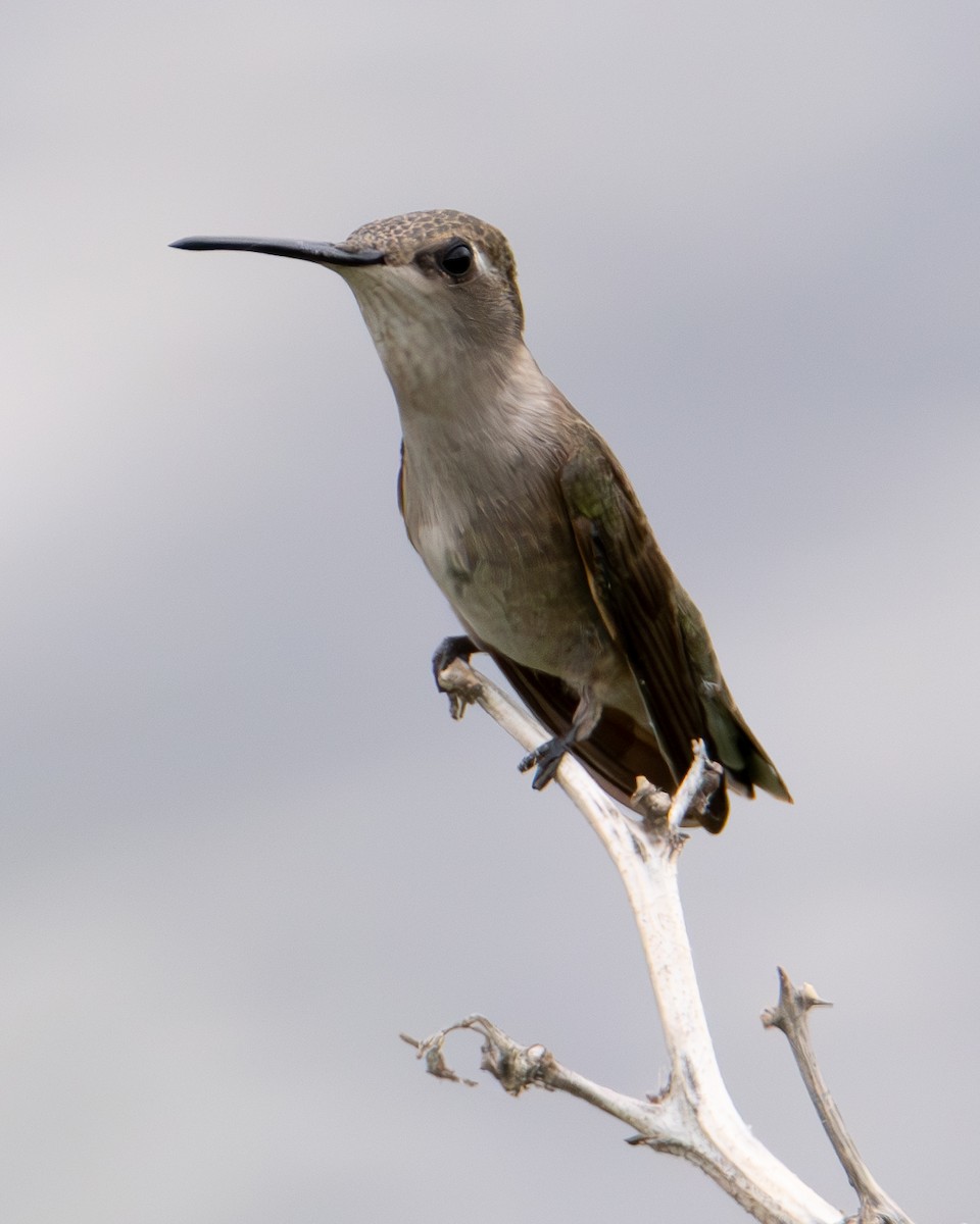Black-chinned Hummingbird - ML639777276