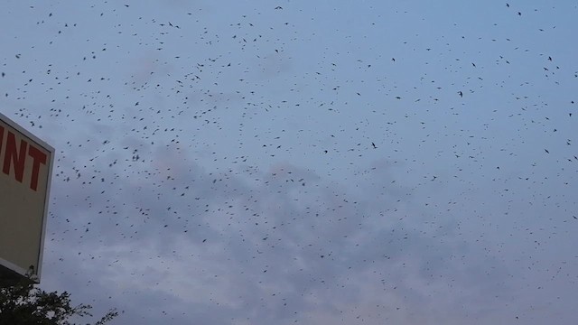 Purple Martin - ML639777277