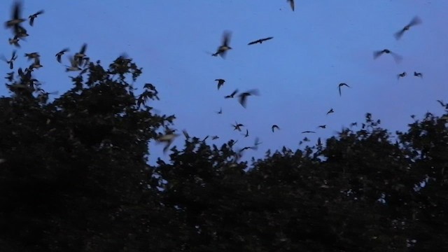 Purple Martin - ML639777279