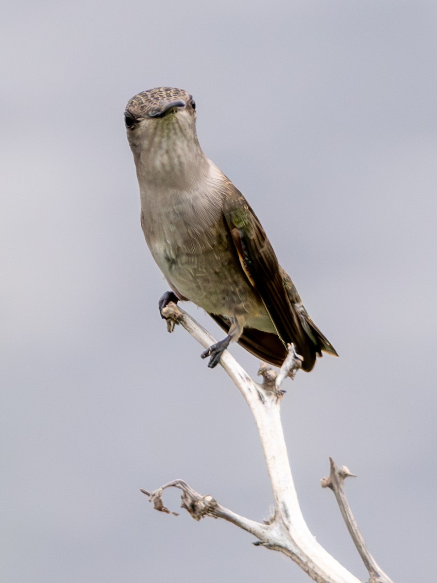 Black-chinned Hummingbird - ML639777286