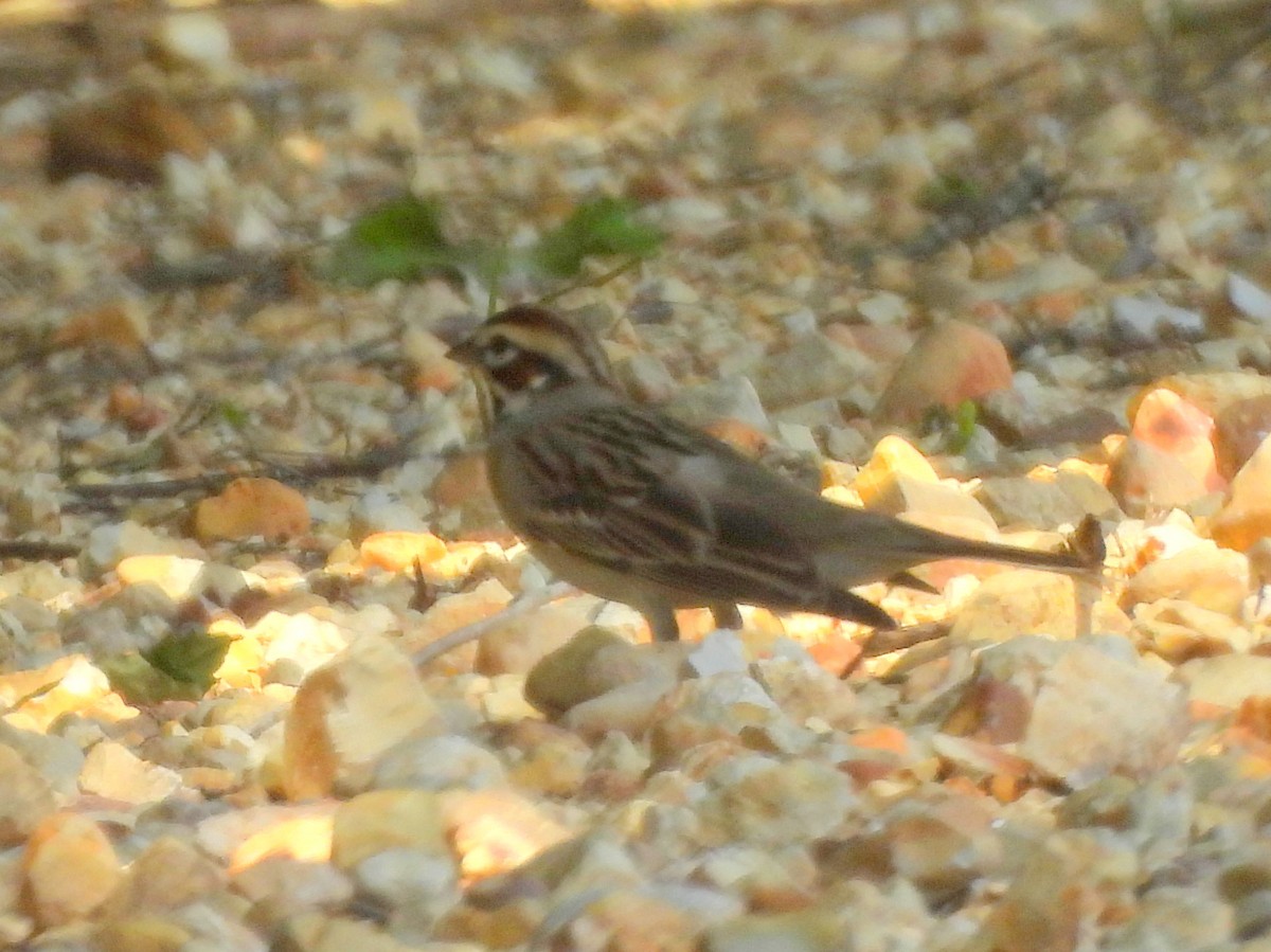 Lark Sparrow - ML639777289