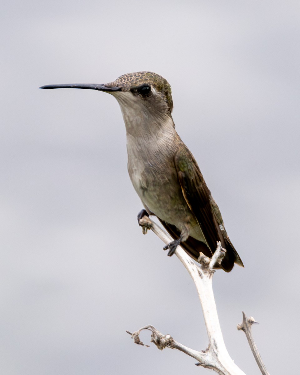 Black-chinned Hummingbird - ML639777295