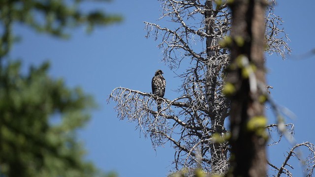 American Goshawk - ML639777405