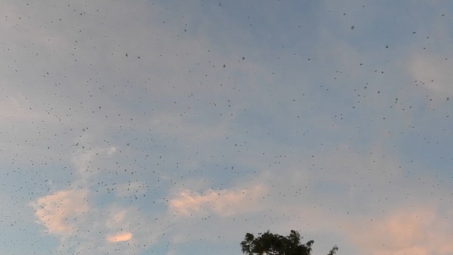 Purple Martin - ML639777456
