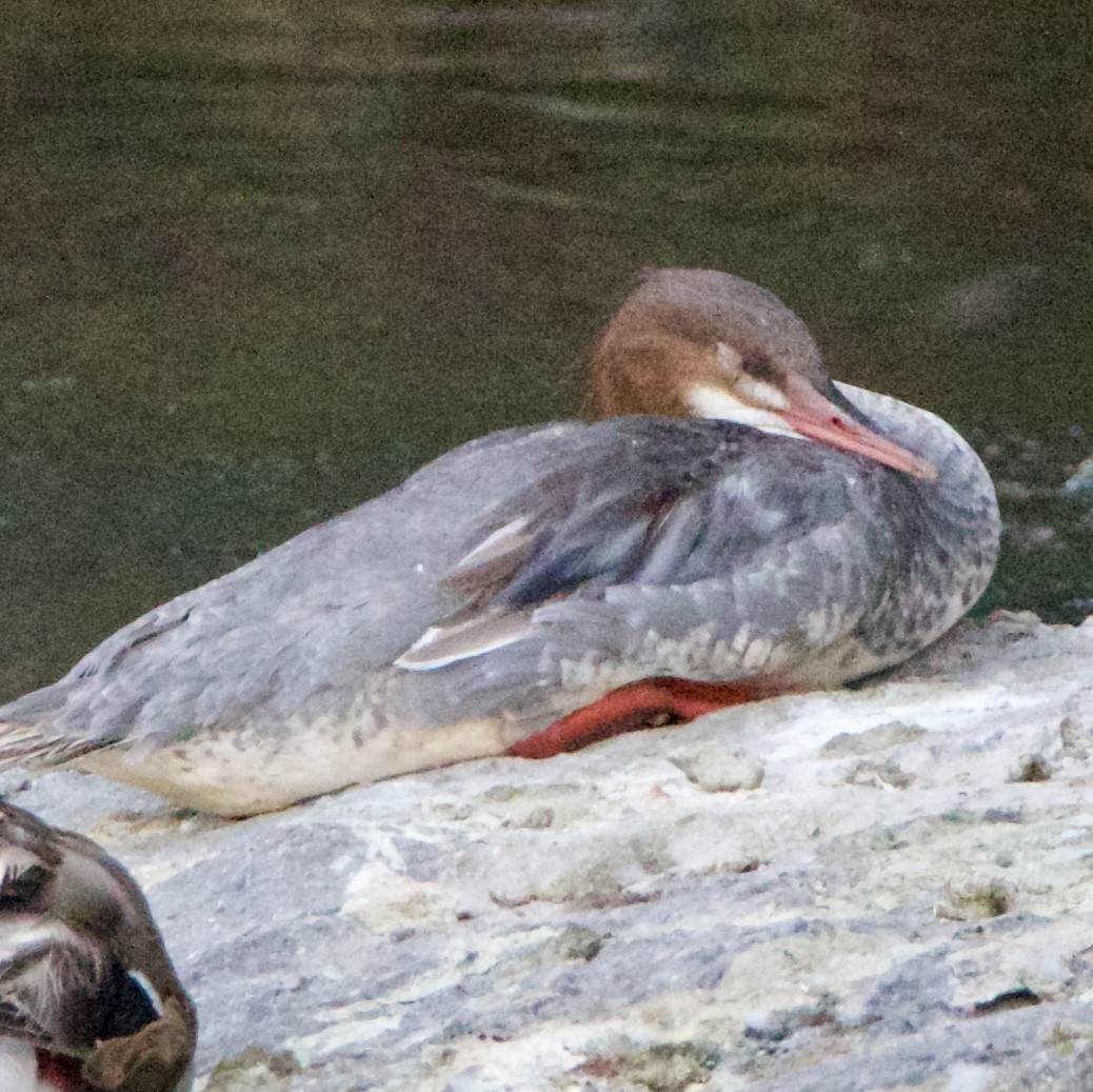 Common Merganser - ML639777499