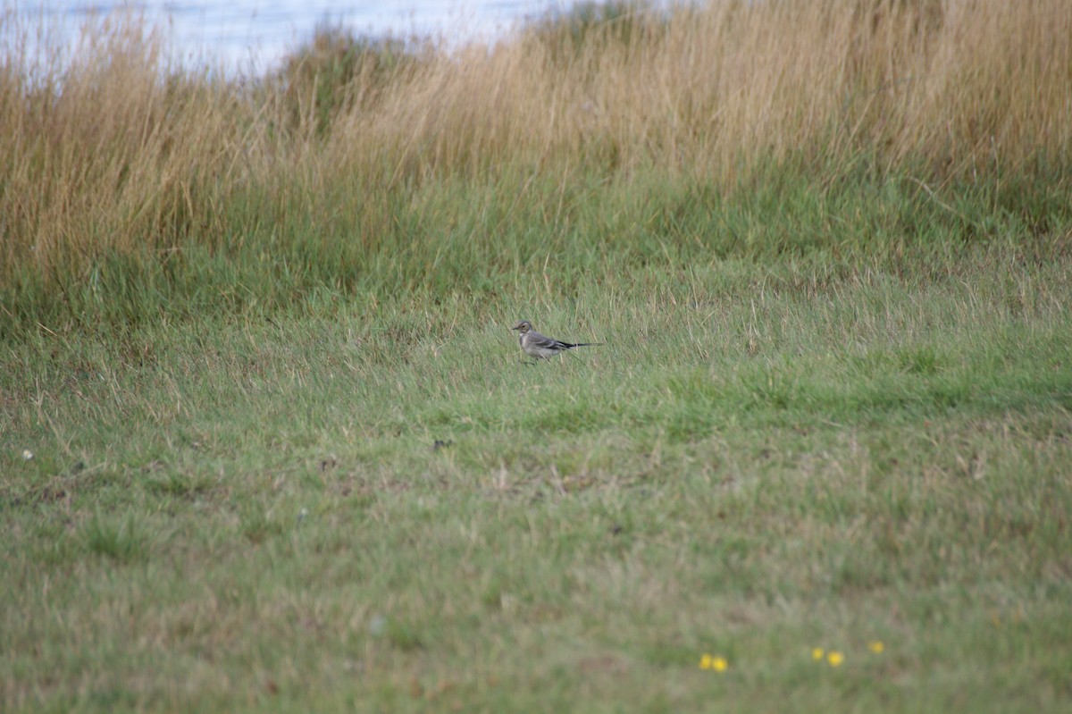 White Wagtail (British) - ML639777533