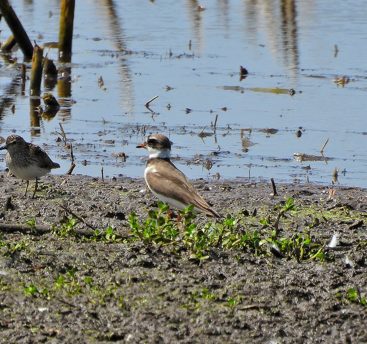 Semipalmated Plover - ML639777540