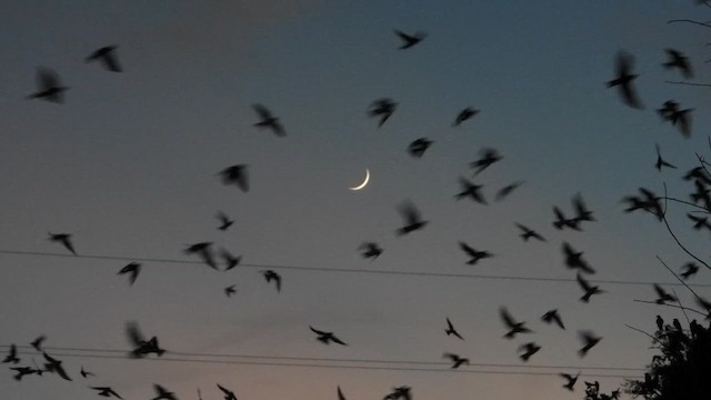 Purple Martin - ML639777563