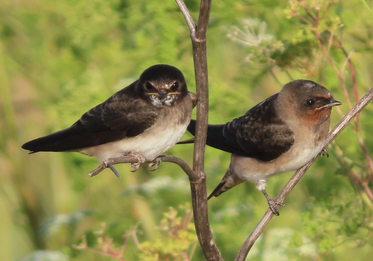 Cliff Swallow - ML639777626
