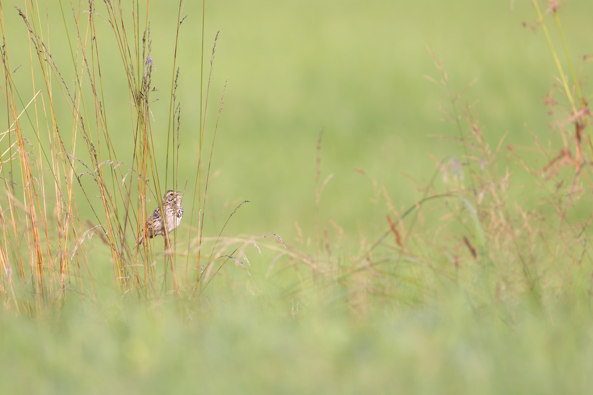 Savannah Sparrow - ML639777643