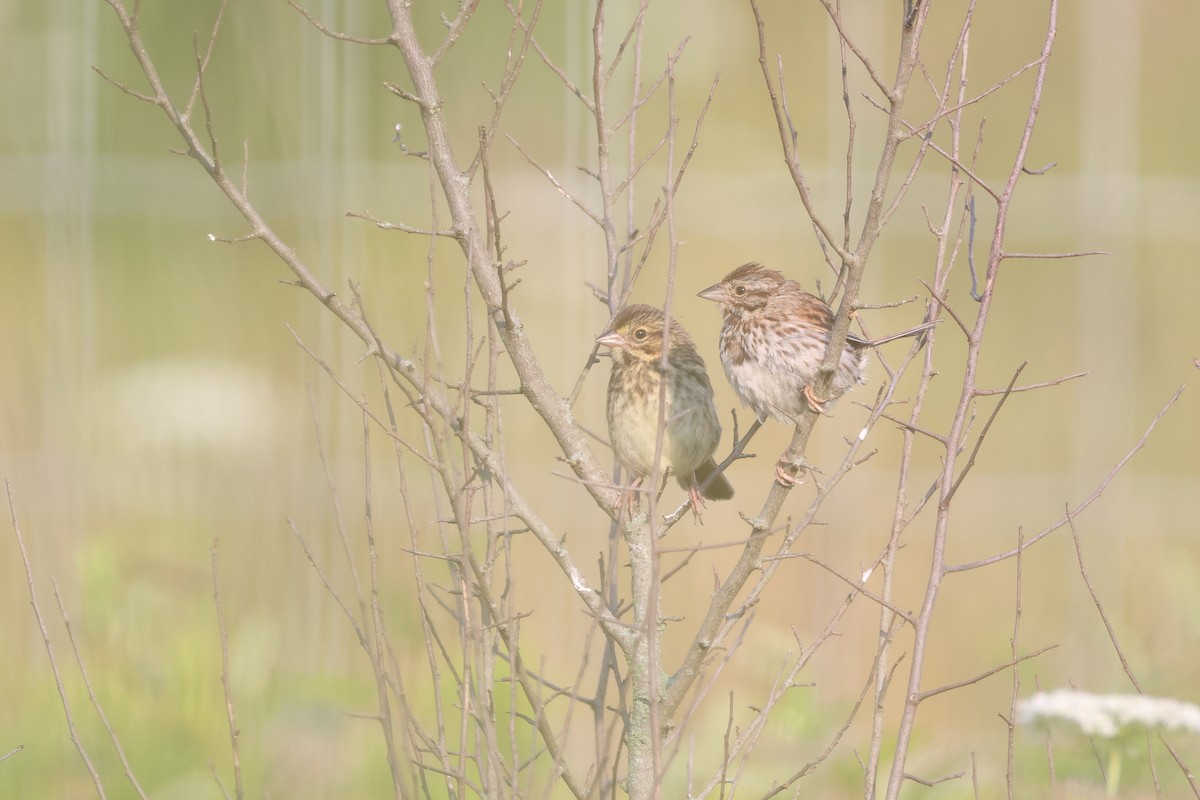 Song Sparrow - ML639777645