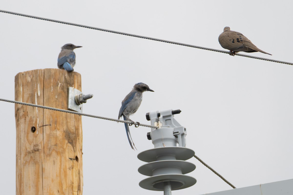 Woodhouse's Scrub-Jay - ML639777664