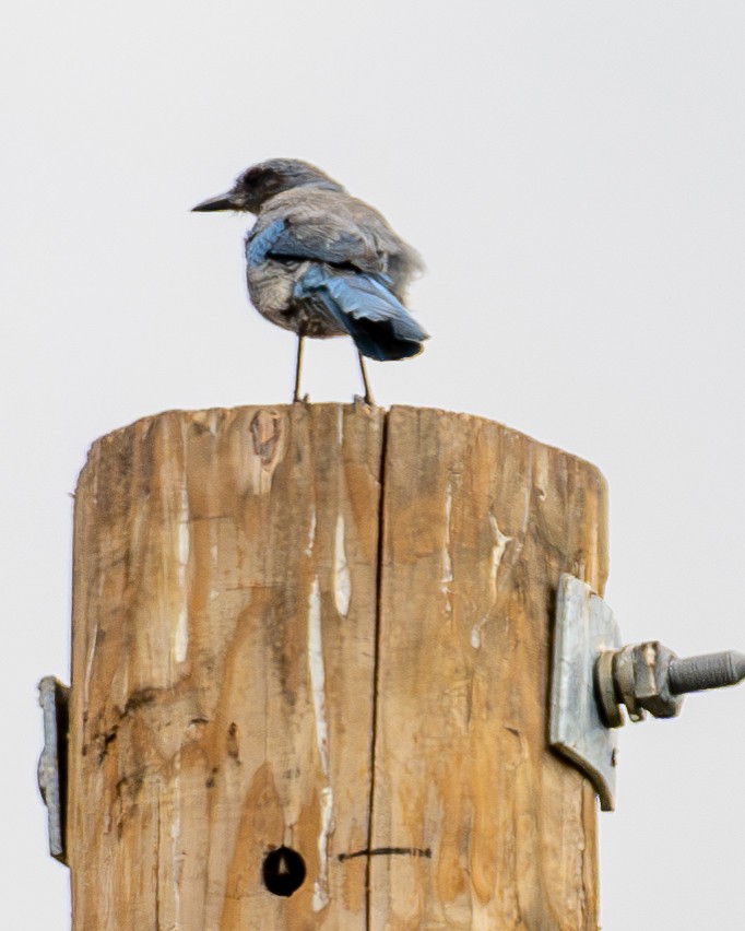 Woodhouse's Scrub-Jay - ML639777666