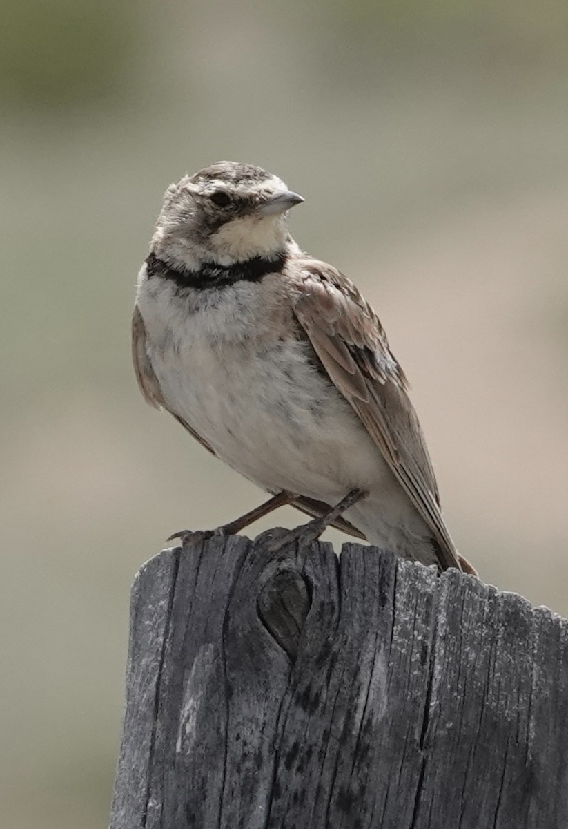 Horned Lark - ML639777679
