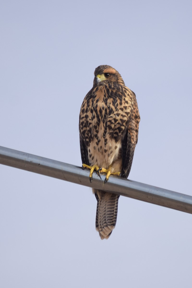 Harris's Hawk - ML639777784