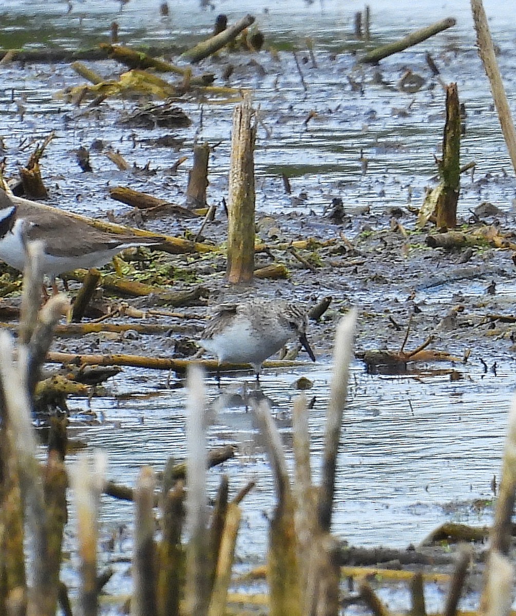 Semipalmated Sandpiper - ML639777845
