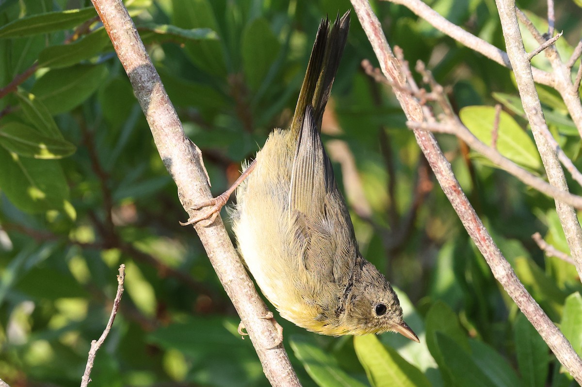 Common Yellowthroat - ML639777849