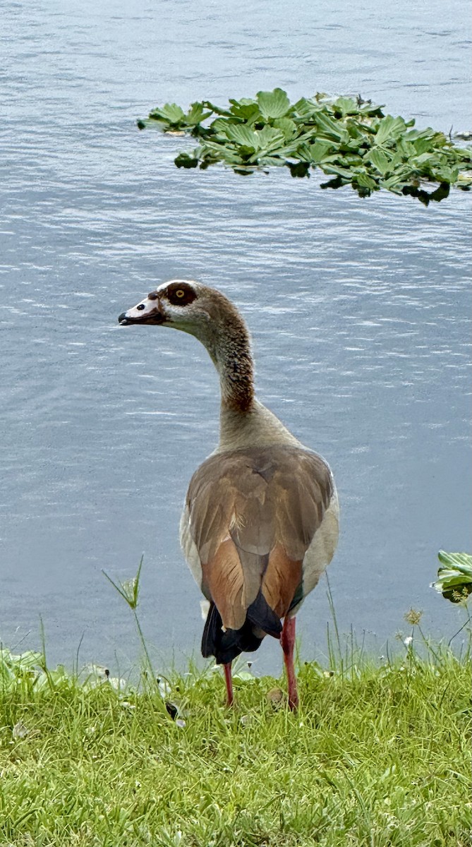 Egyptian Goose - ML639777854