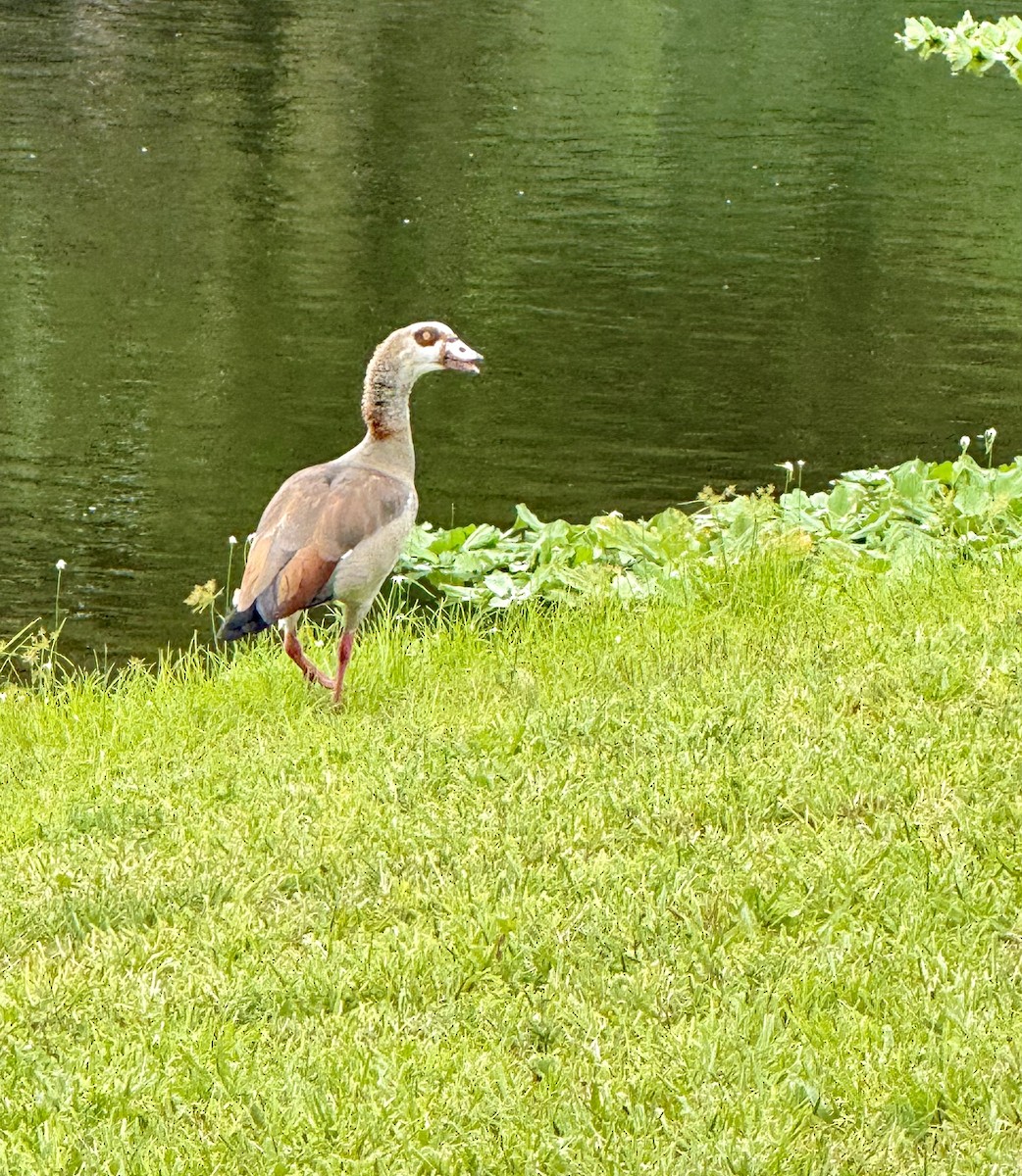 Egyptian Goose - ML639777860