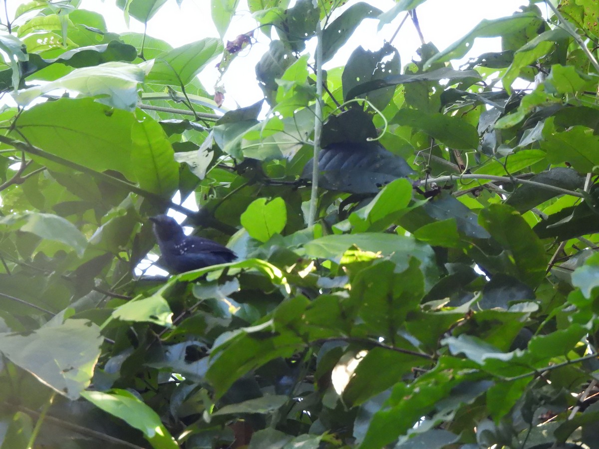 Gray Antbird - ML639777863