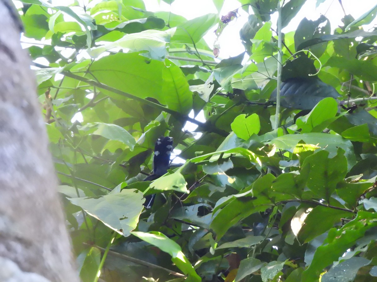 Gray Antbird - ML639777864