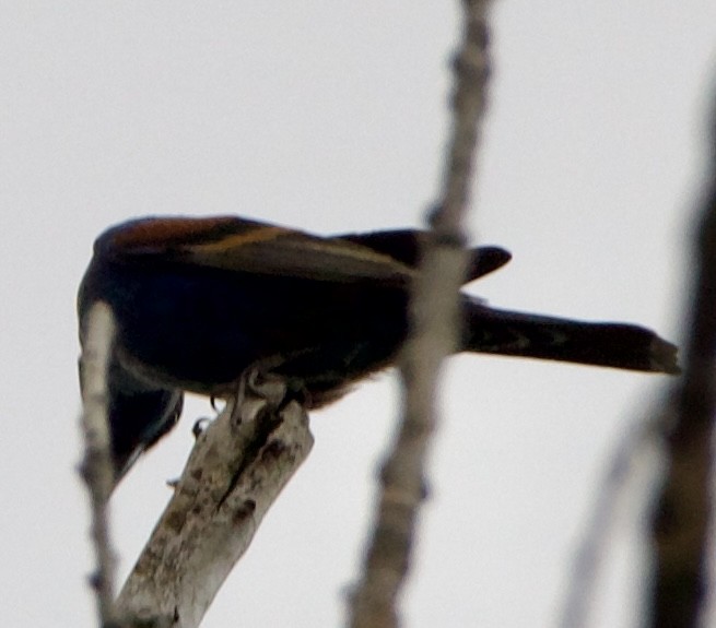 Blue Grosbeak - ML639777891
