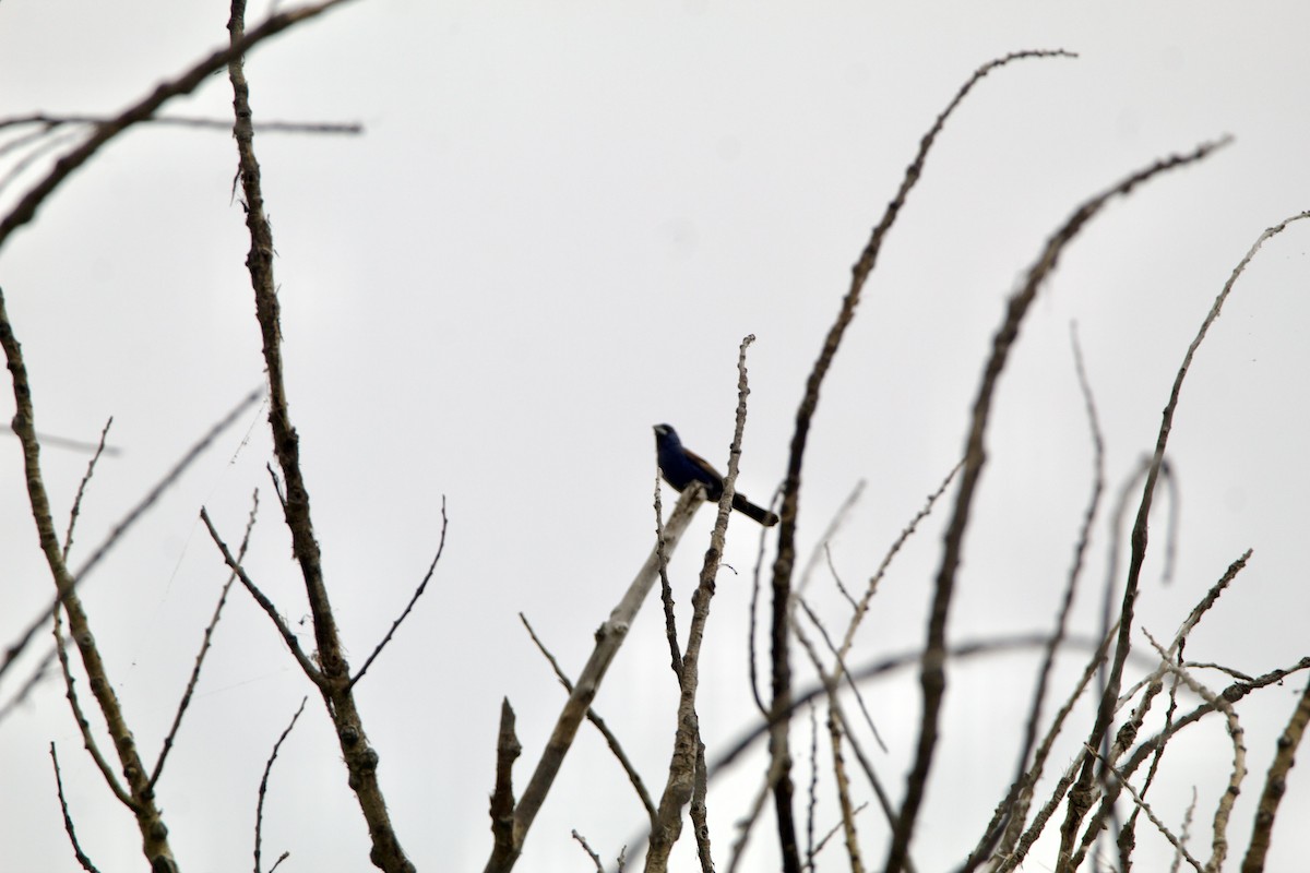 Blue Grosbeak - ML639777892