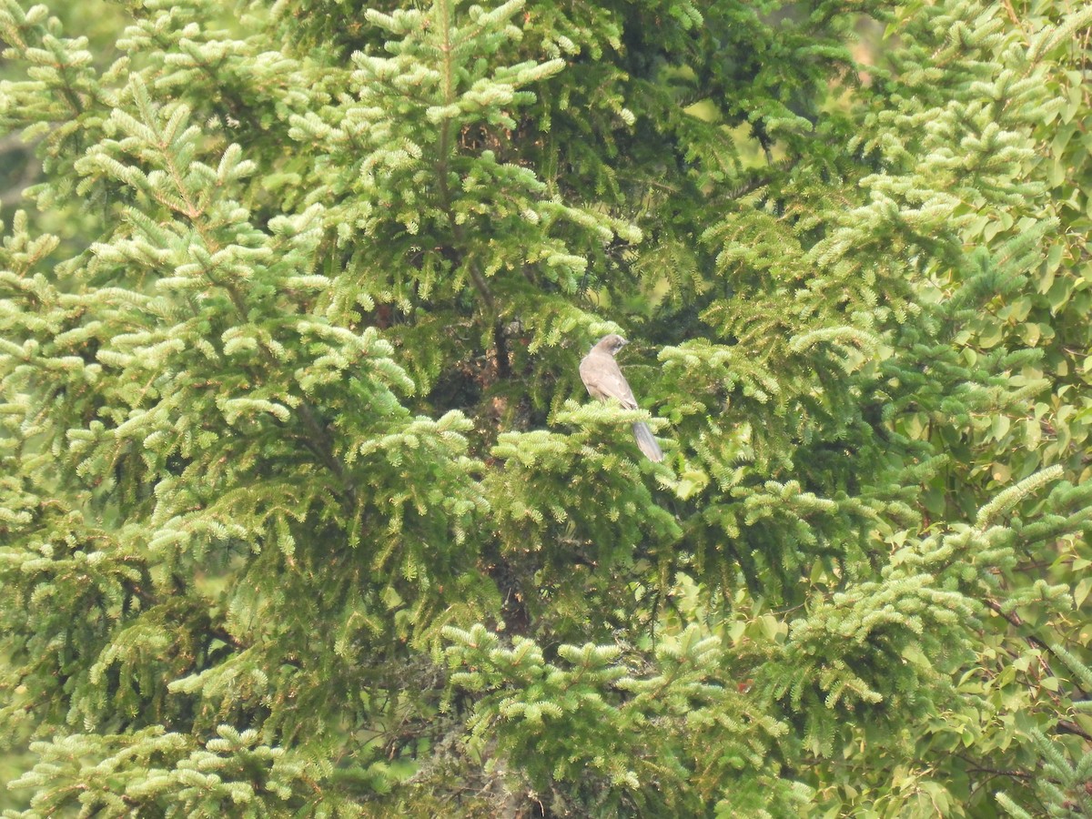 Canada Jay - ML639777929