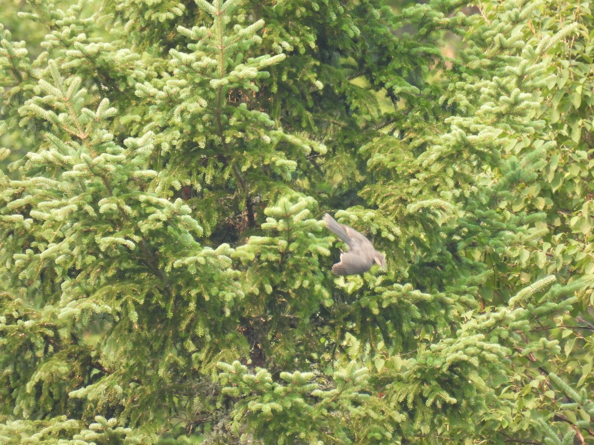 Canada Jay - ML639777930