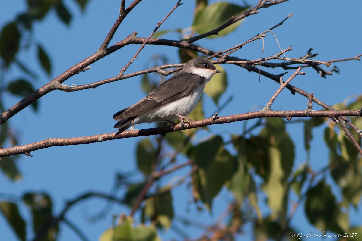 Tree Swallow - ML639777932