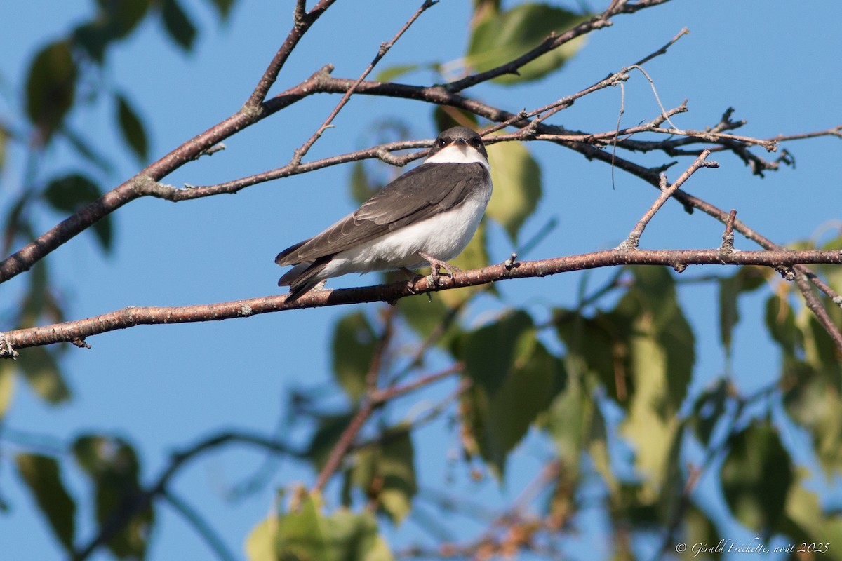 Tree Swallow - ML639777933