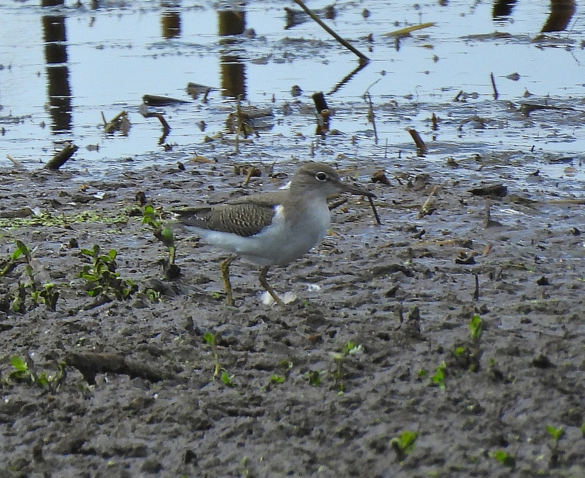 Spotted Sandpiper - ML639778000