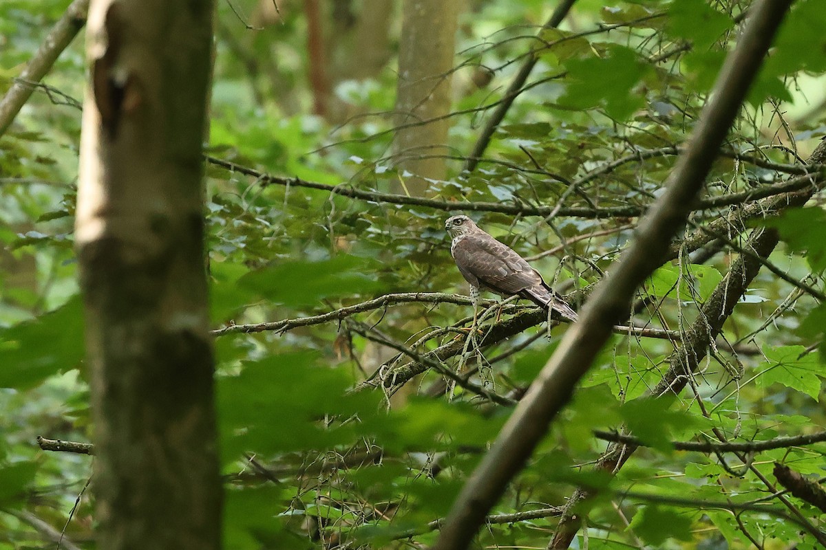 Eurasian Sparrowhawk - ML639778028