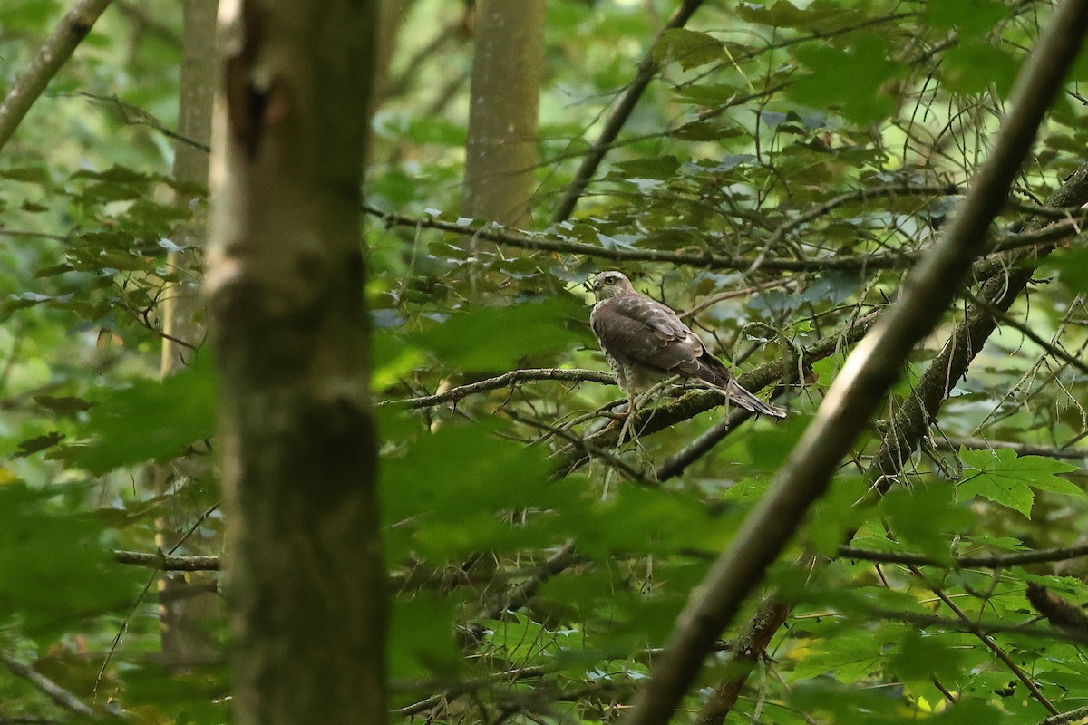Eurasian Sparrowhawk - ML639778029
