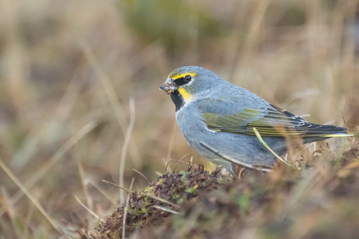 Yellow-bridled Finch - ML639778038