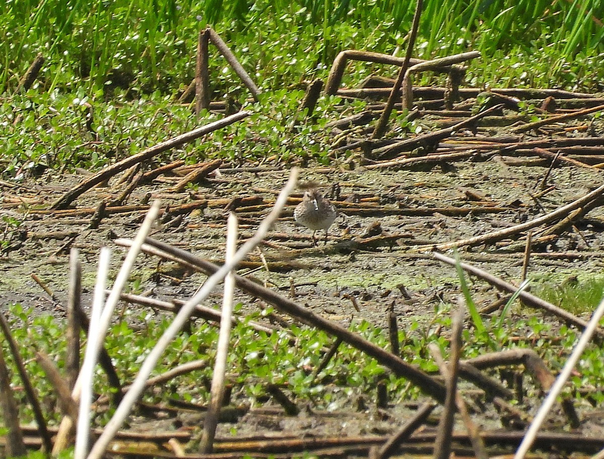 Pectoral Sandpiper - ML639778080