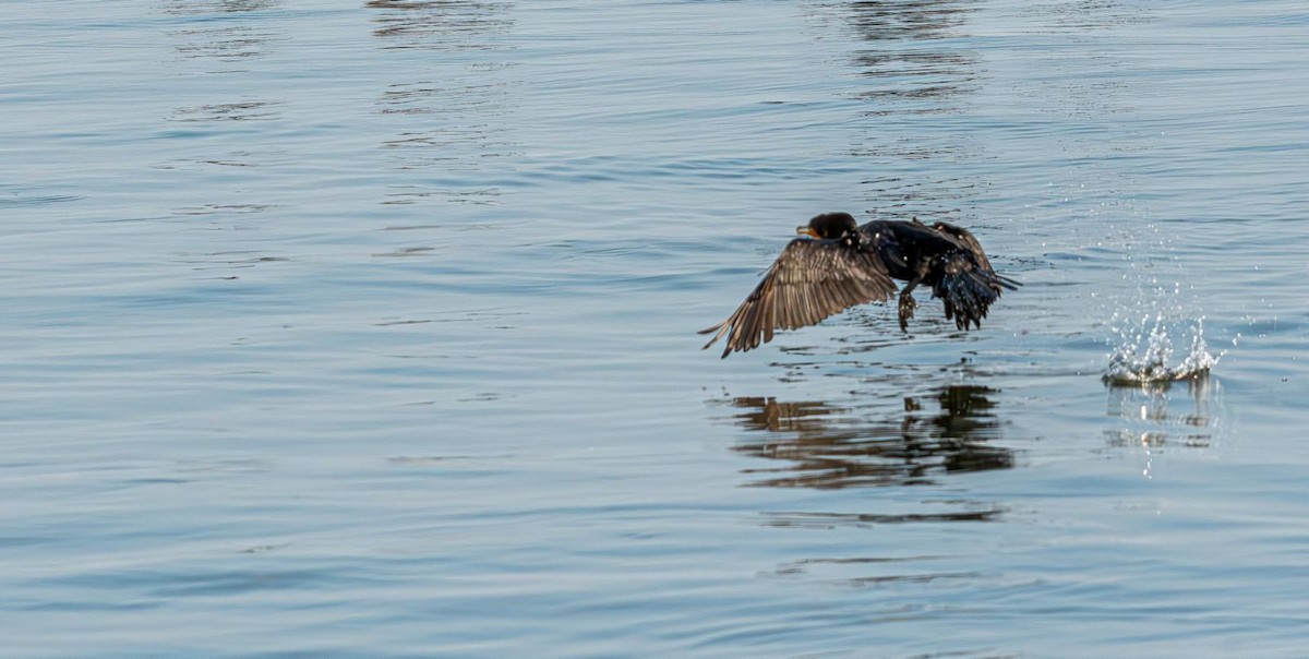 Double-crested Cormorant - ML639778189