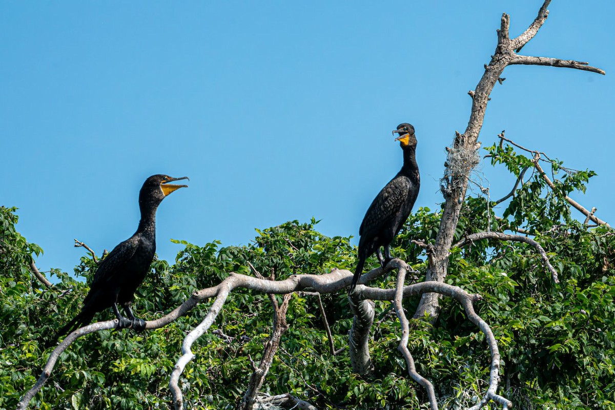 Double-crested Cormorant - ML639778198
