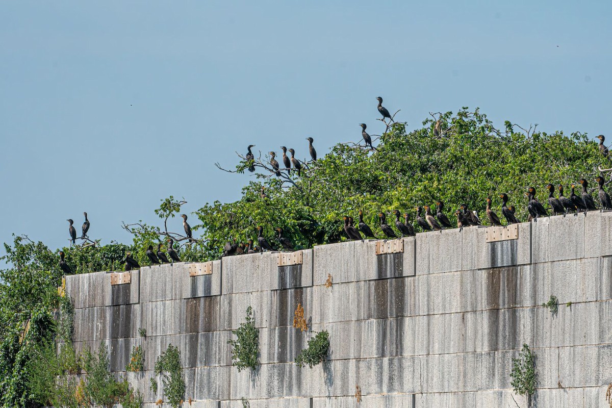 Double-crested Cormorant - ML639778200