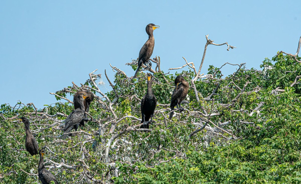 Double-crested Cormorant - ML639778201