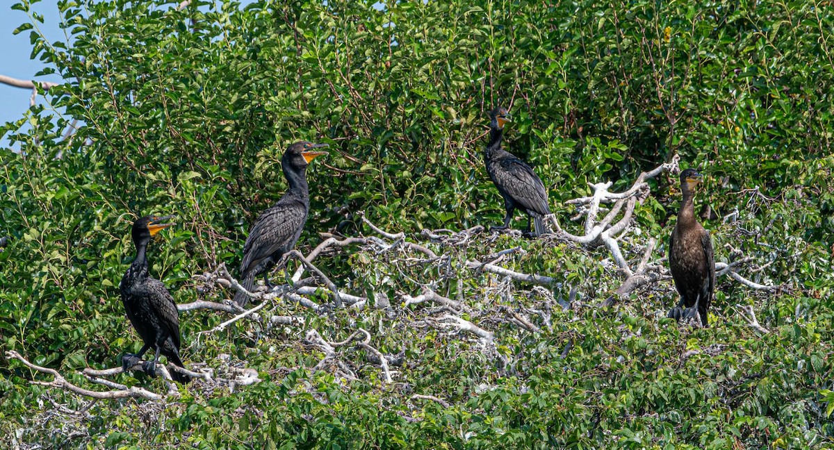 Double-crested Cormorant - ML639778202